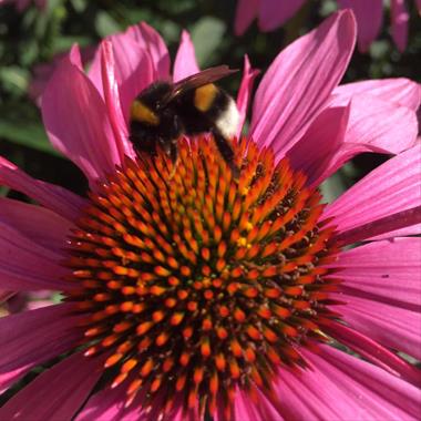 echinacea